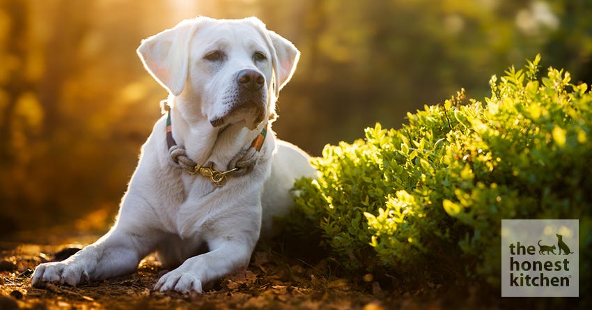 dog paws