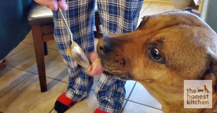 Can Dogs Eat Peanut Butter? Yes, Sometimes – The Honest Kitchen