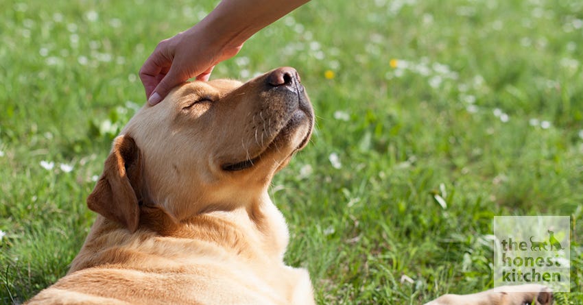 dog probiotic