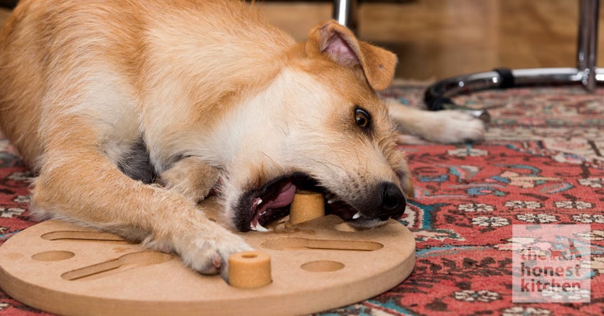 Why Puzzles and Interactive Toys Are Great For Your Dog – The Honest Kitchen