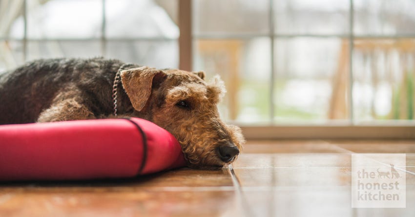 dog relaxing