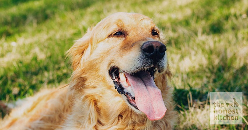 dog summer hair