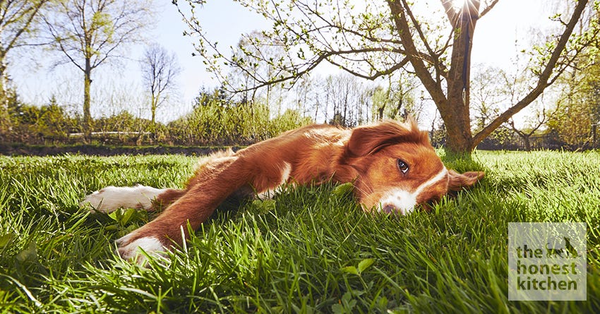 dog sunburn