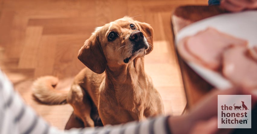 dog table food