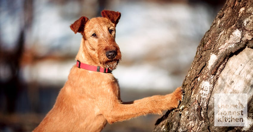 dog tree