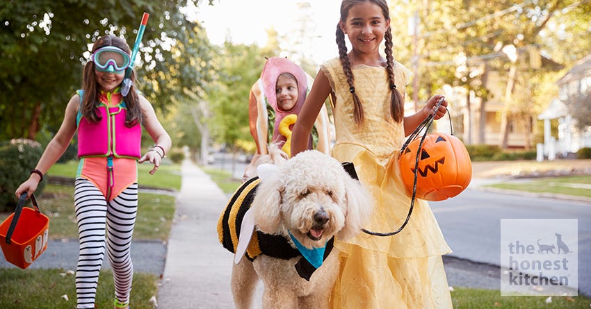 dog trick or treat