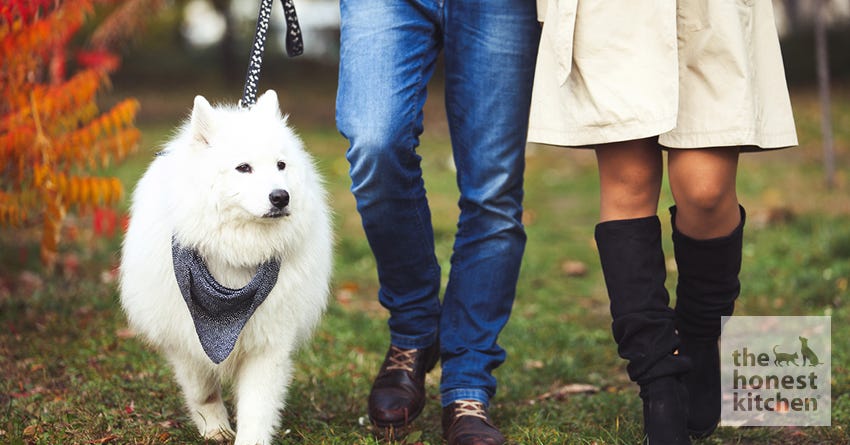 6 Must-Haves for an Easier Dog Walk – The Honest Kitchen