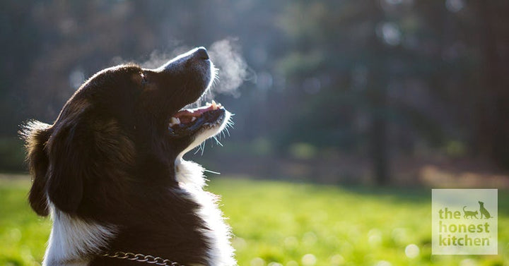Natural Dog Breath Remedies