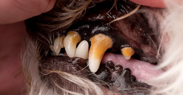 The Truth About Tartar Buildup on Your Dog’s Teeth