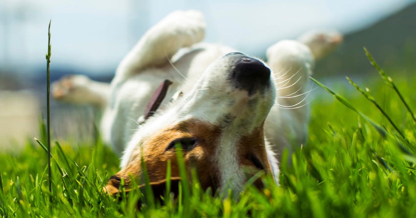 Vet's Favorite Eco-Friendly Pet Products