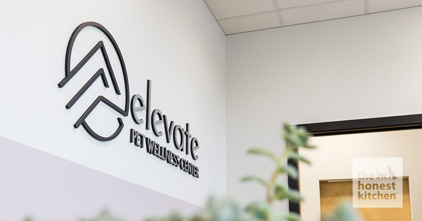 Local Love: Elevate Pet Wellness Center