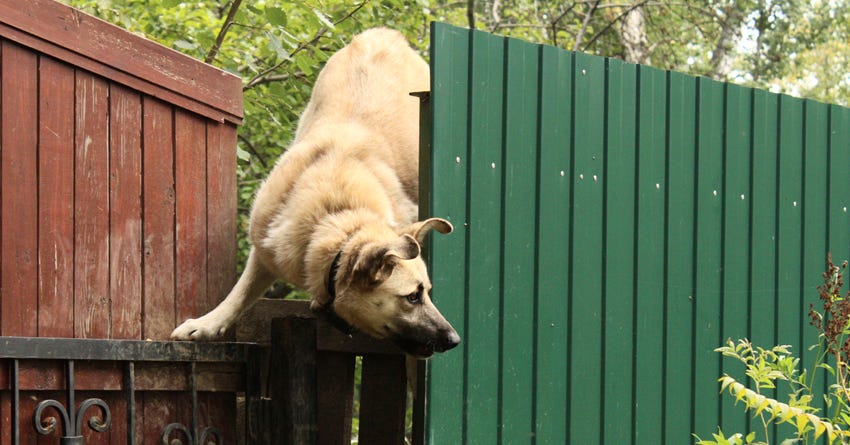 3 Steps to Take Immediately if Your Dog Gets Loose