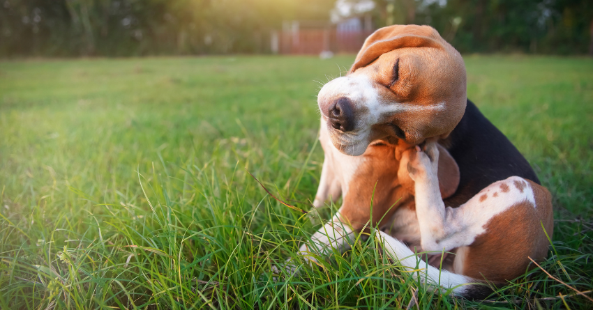 A dog itching their face outside in the grass