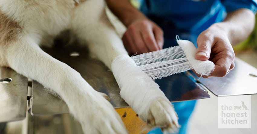 pet first aid