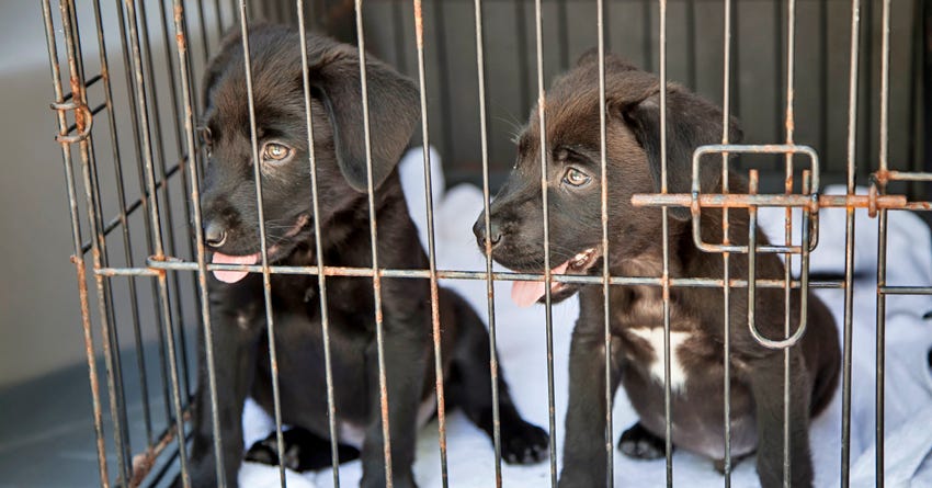 6 Reasons to Crate Train Your Puppy