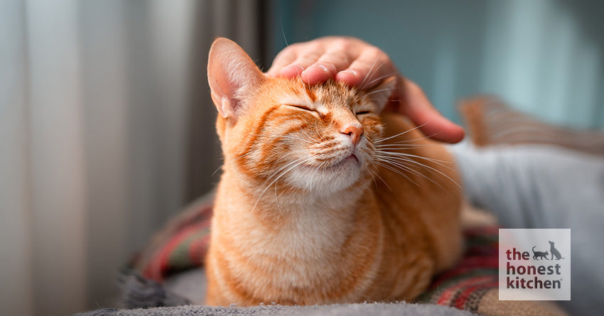 7 Benefits of Human Grade Cat Food