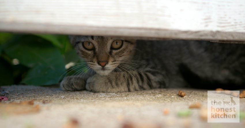 hiding cat