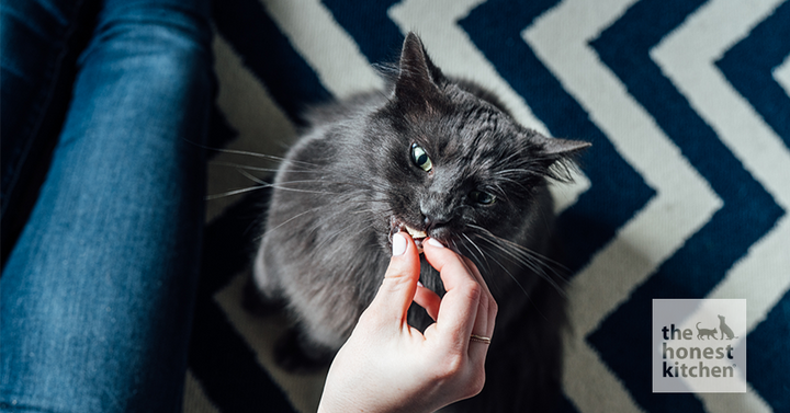 How To Train a Cat: 5 Helpful Tips + Training Ideas