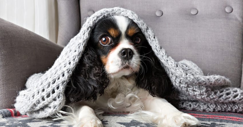 winter dog safety