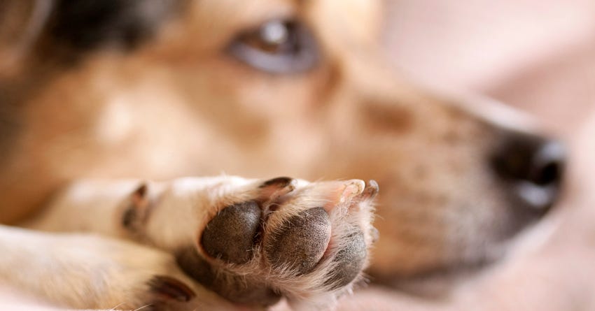 6 Tips to Keep Your Dog's Paws Healthy – The Honest Kitchen