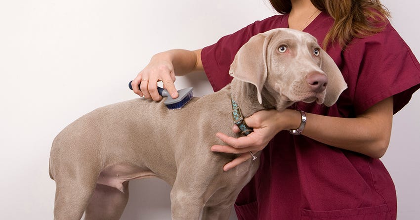 How To Prepare Your Dog For His First Groomer Visit