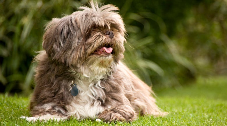 What You Should Know About Tracheal Collapse in Dogs