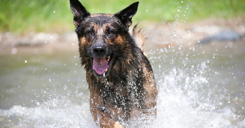 7 Facts about Water and Your Dog – The Honest Kitchen