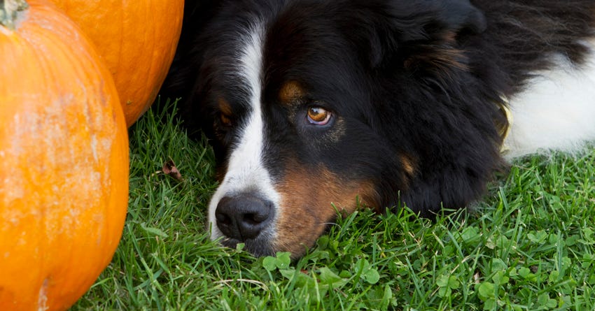 7 Pumpkin Facts You'll Want to Know