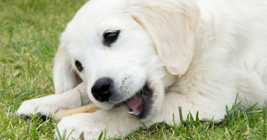 can teething make my puppy sick