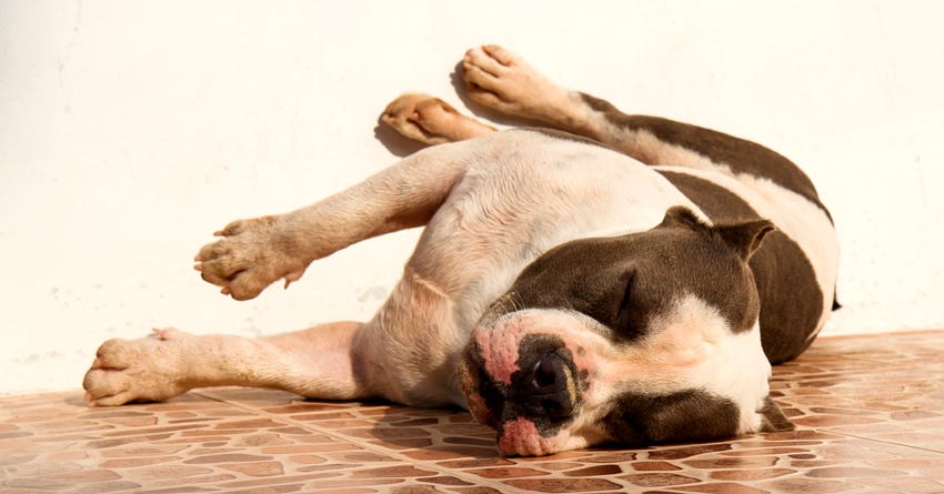Where Should Your Dog Sleep?
