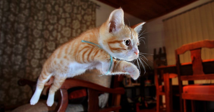 Kitten proofing sales