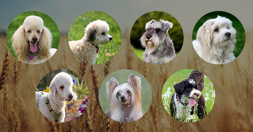 Top 7 Hypoallergenic Dog Breeds For Allergy Sufferers