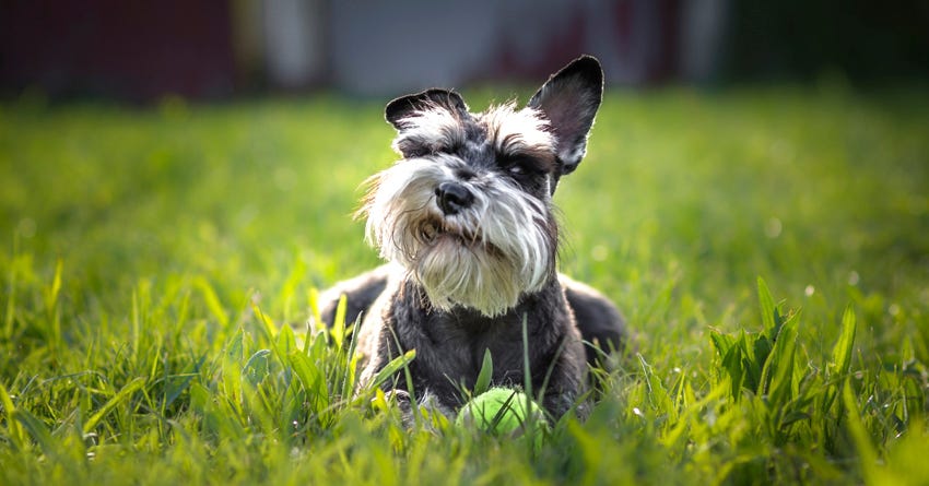 Do dogs shop need grass