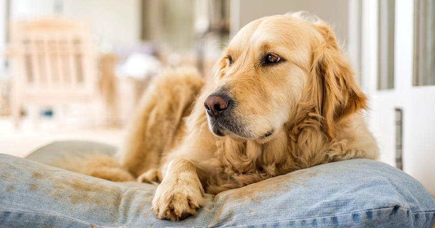 How to potty train an best sale abused dog