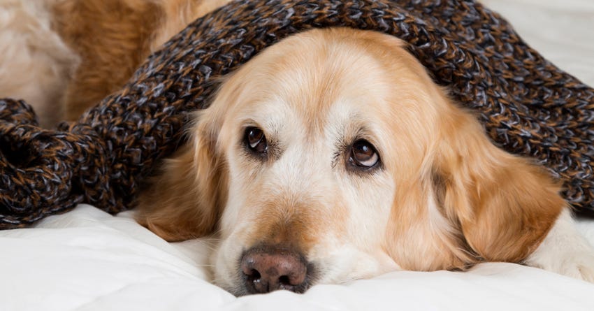 The Basics About Kennel Cough