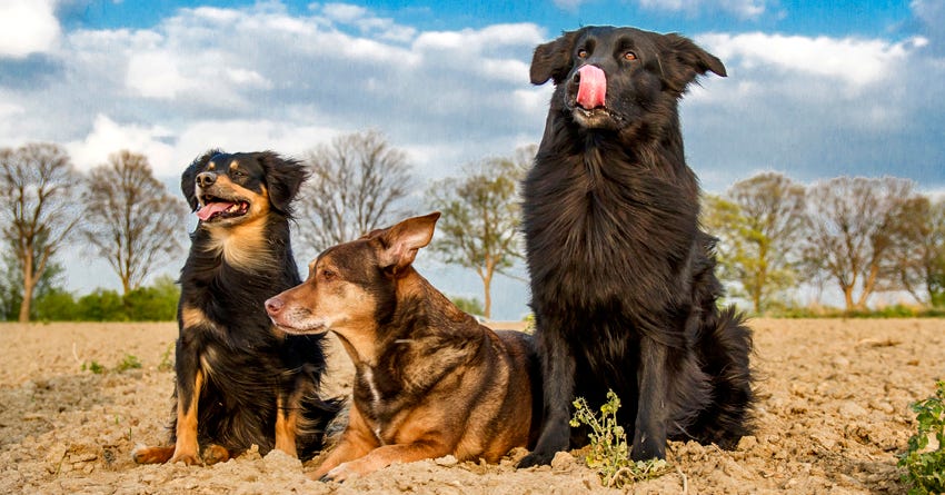 7 Suggestions for Training Multiple Dogs