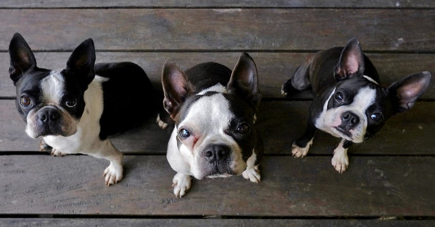 Keeping Things Clean and Organized In A Multiple Dog Home