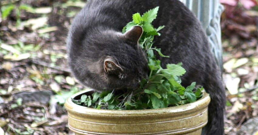 Cat shop loves catnip