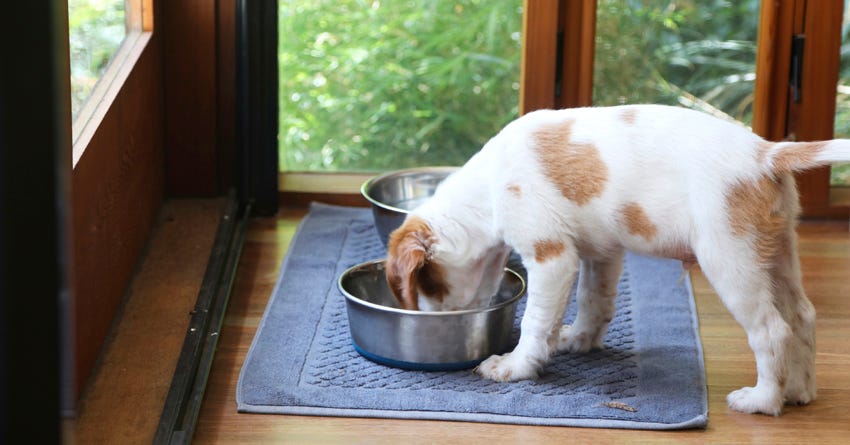 Photo: thehonestkitchen.com How to Clean Pet Bowls Properly: A Step-by-Step Guide