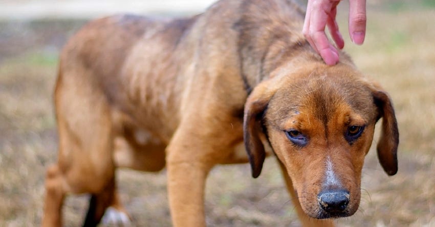 Helping a Fearful Dog Feel Secure