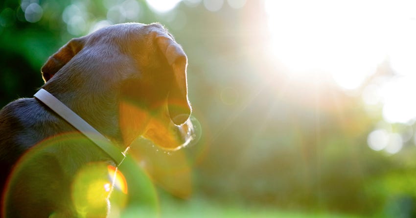 Your Dog and the Summer Sun