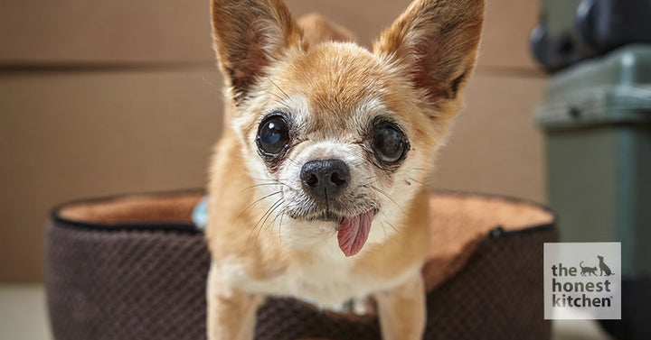 A older chihuahua dog with their tongue sticking out standing in front of a dog bed.