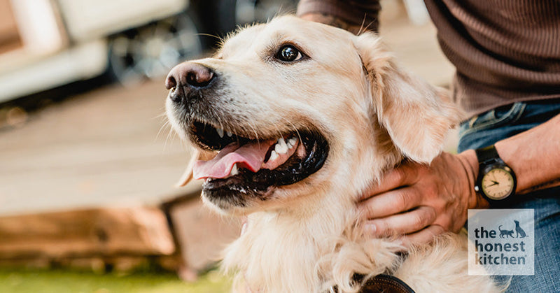 A yellow Labrador Retriever with their owner, looking off to the side of the camera.