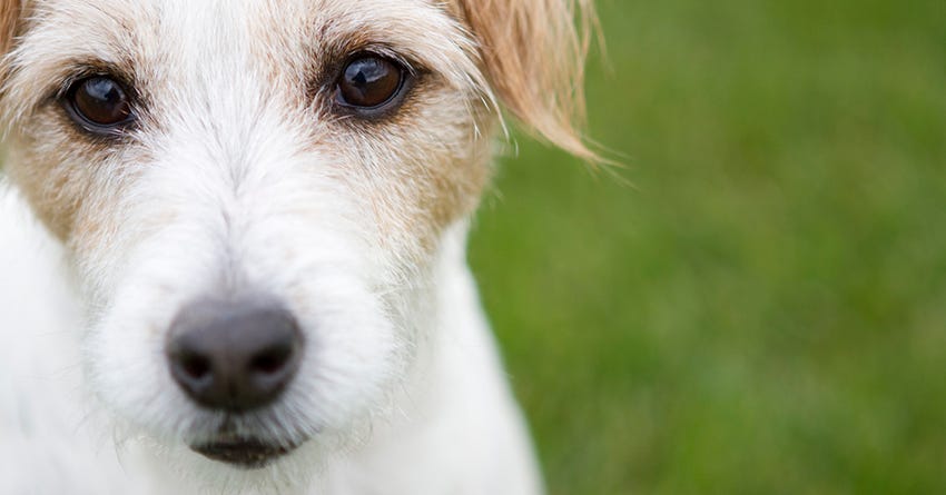 5 Ways to Get a Dog to Stop Mounting Other Dogs
