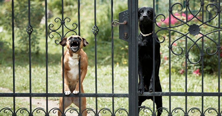 6 Tips for Managing a Territorial Dog