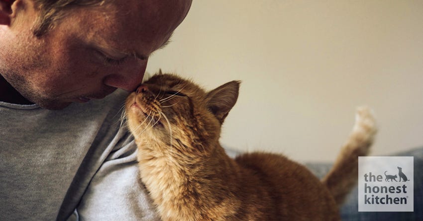 Explaining 7 Bizarre Cat Behaviors
