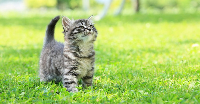 What To Feed Your Kitten: Essential Foods for Growth