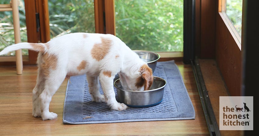 Make dry food more appealing
