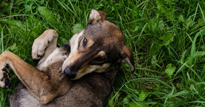 6 Things To Do If You Suspect Your Dog Has a Yeast Infection