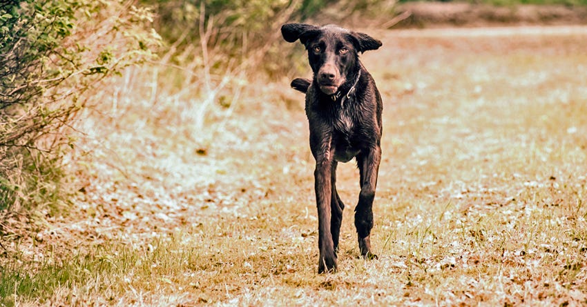 How to Help My Dog Gain Weight Without Losing His Health How to Help My Dog Gain Weight Without Losing His Health